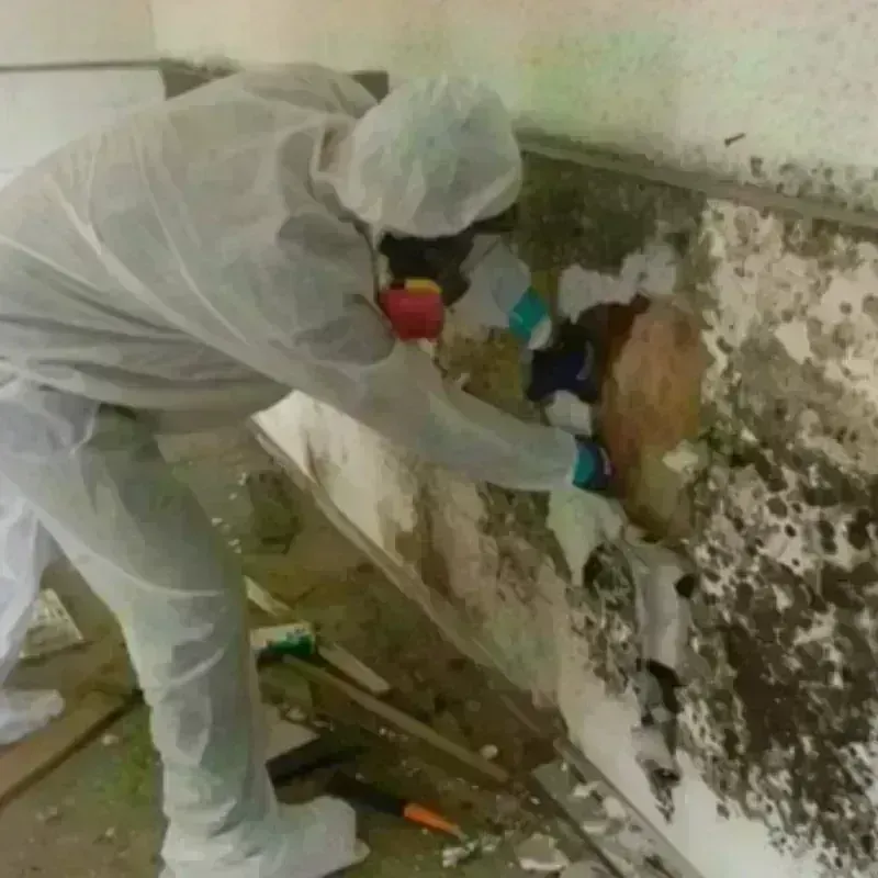 Mold Remediation and Removal in Sand Point, AK